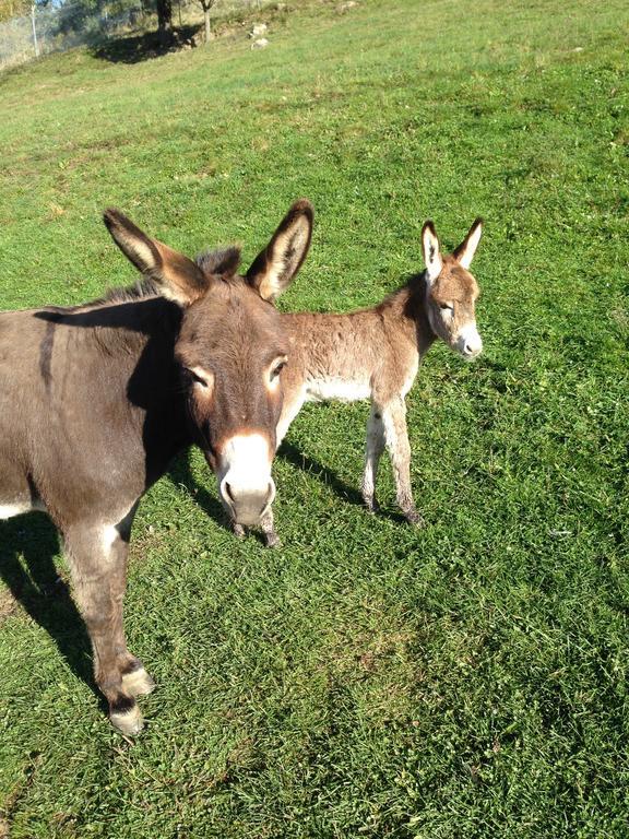 Agriturismo Il Passeggere Bruscoli المظهر الخارجي الصورة