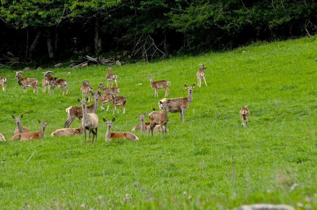 Agriturismo Il Passeggere Bruscoli المظهر الخارجي الصورة